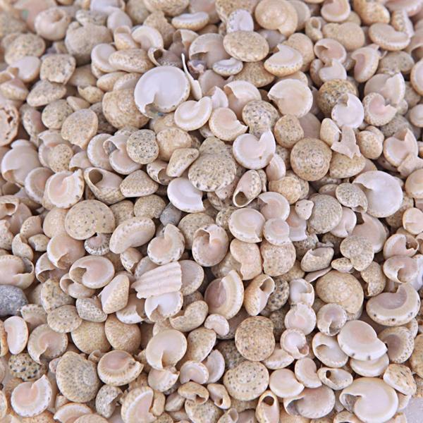 Umbinium Beyaz Kiloluk Deniz Kabuğu (1 KG) - Image 1