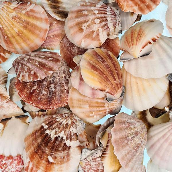 Vixillium Naturel Kiloluk Deniz Kabuğu (1 KG) - Image 1