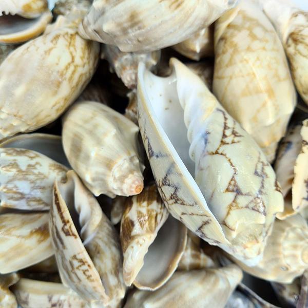 Voluta Vespertillo Kiloluk Deniz Kabuğu (1 KG) - Image 1