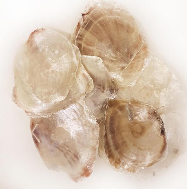 Placuna Kiloluk Deniz Kabuğu (1 KG) - Image 1
