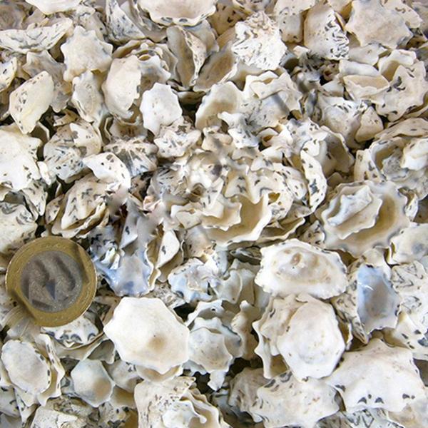 Star Limpet Kiloluk Deniz Kabuğu (1 KG) - Image 1