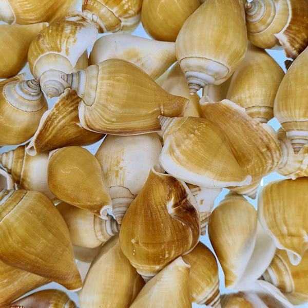 Strombus Canarium Kiloluk Deniz Kabuğu (1 KG) - Image 1