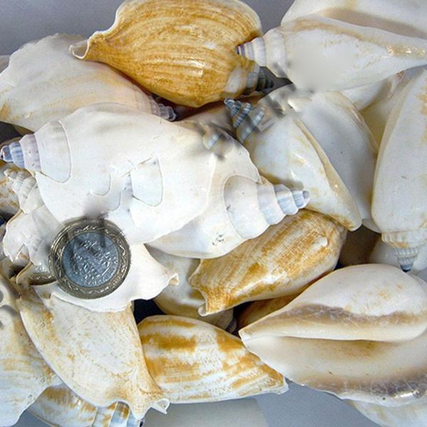 Strombus Epidormis Kiloluk Deniz Kabuğu (1 KG) - Image 1