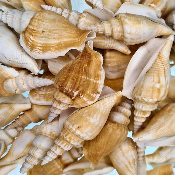 Strombus Vittatus Kiloluk Deniz Kabuğu (1 KG) - Image 1