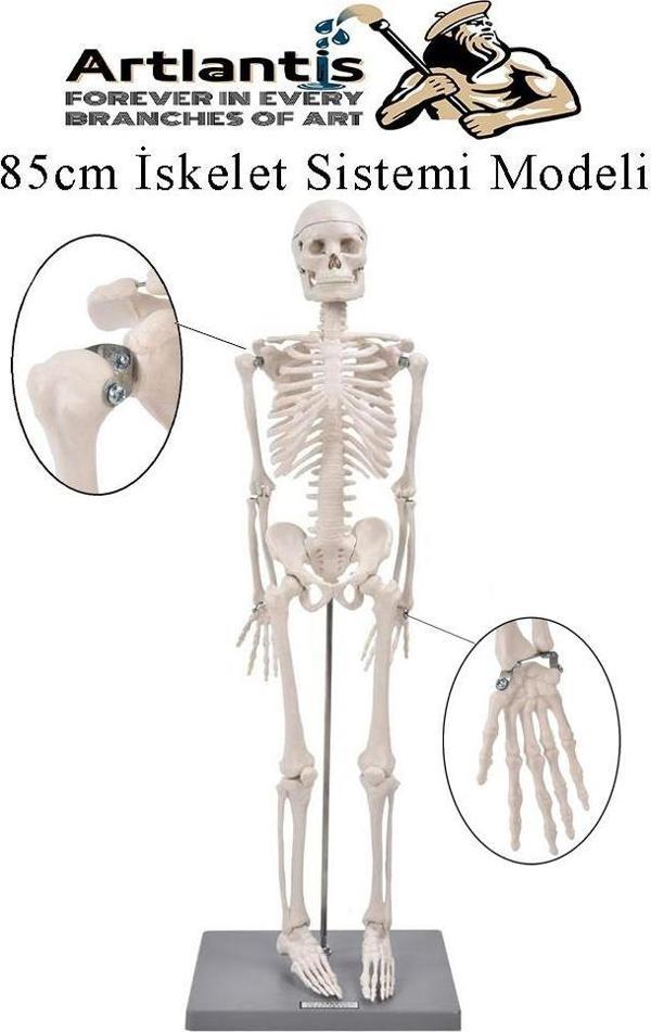 İskelet Maketi 85 cm 1 Adet Eğitim İnsan İskelet Modeli İskelet Sistemi Haraketli İskelet Anatomisi - Image 1