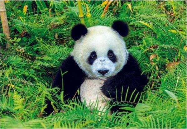 Educa Puzzle Panda Bear 500 Parça Puzzle - Image 1