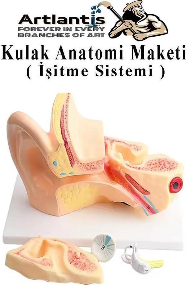 Kulak Anatomisi Modeli 1 Adet İnsan İşitme Sistemi Ses Anatomik Modeli Deney Bilim Tıbbi Model Kulak Maketi Masaüstü - Image 1