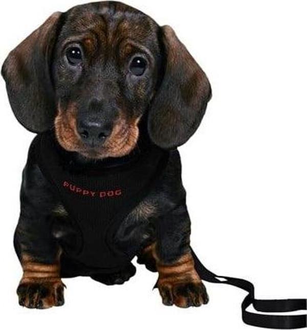 Trixie Yavru Köpek Göğüs Tasma Kayışı 26-34cm 2m 10mm 15561 - Image 1