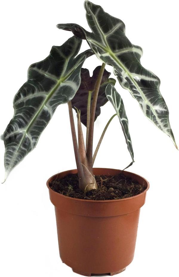 Alocasia Amazonica ‘Polly’ (Fil Kulağı) - Image 1