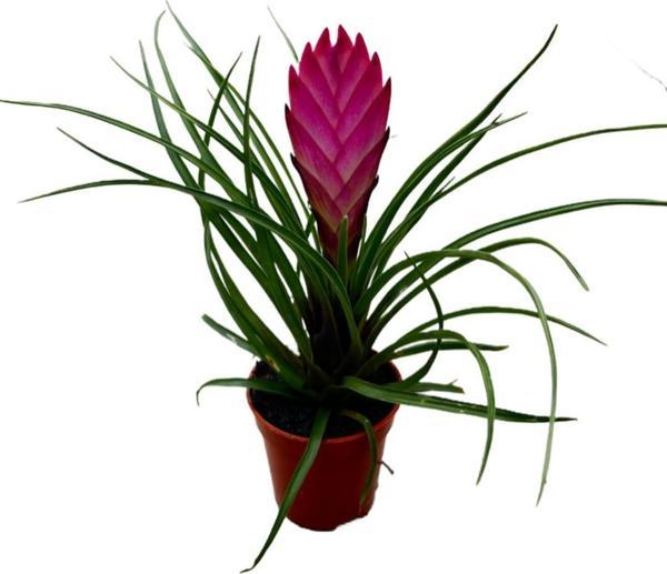 Tillandsia Cyanea (Hava Bitkisi) - Image 1