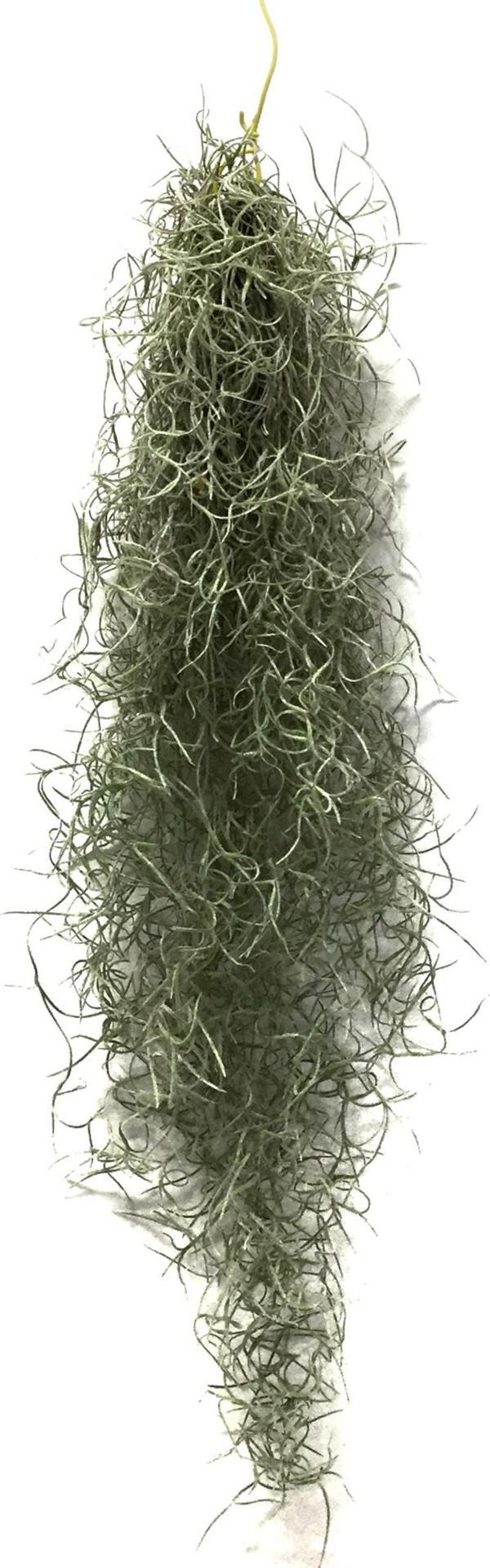 Tillandsia Usneoides (Hava Bitkisi) - Image 1