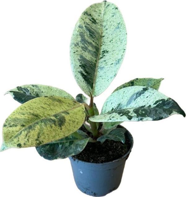 Ficus Elastica 'Shivereana' (Kauçuk Çiçeği) - Image 1