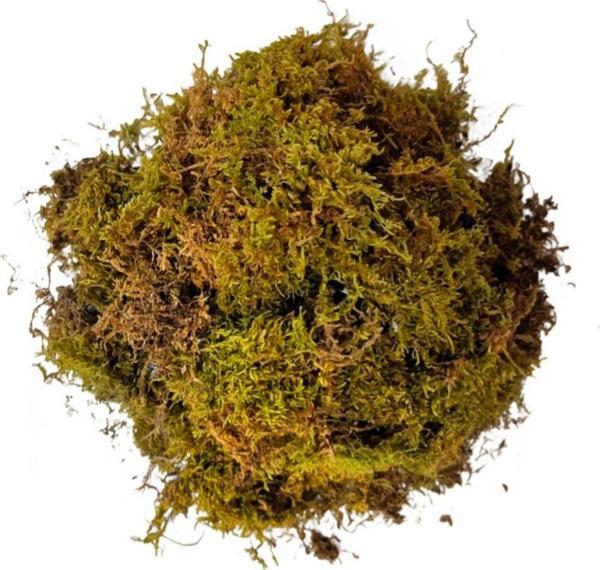 Kara Yosunu 5 LT - Image 1