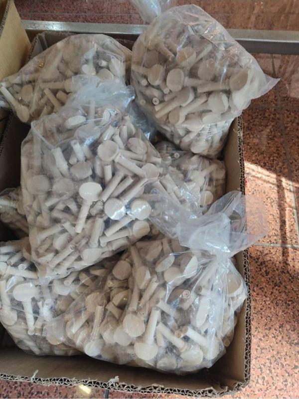Karin Kaliteli Akgürgen Ağacı 200 Adet Lutie Saz Burgusu-200 Adet - Image 1