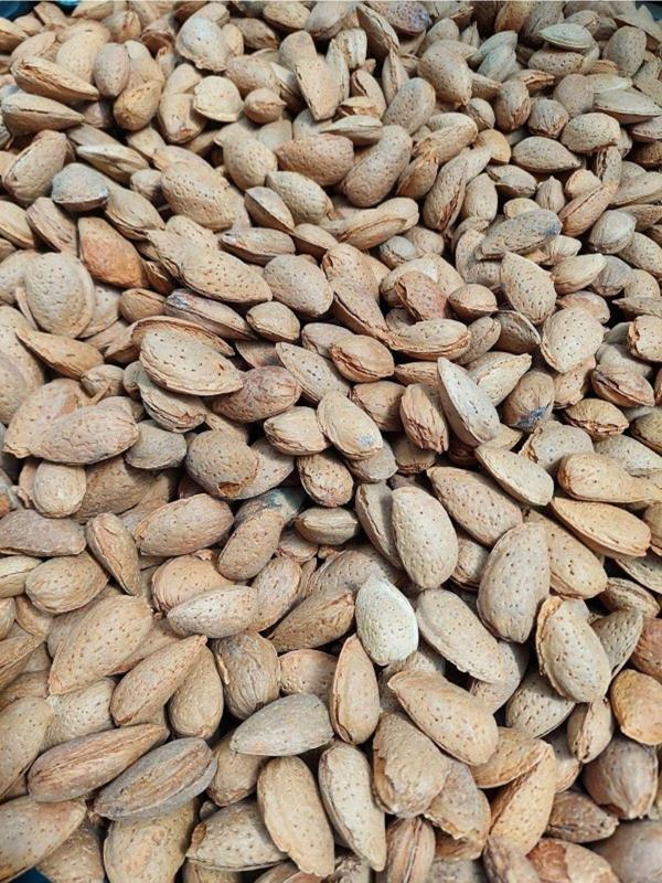 Kayalı Organik Kabuklu Badem 1 kg - Image 1