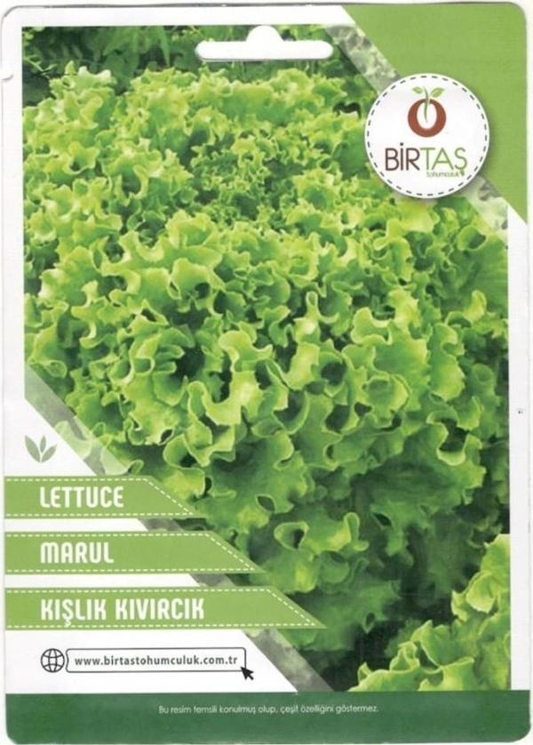 Birtaş Marul Kışlık Kıvırcık Tohumu - Image 1
