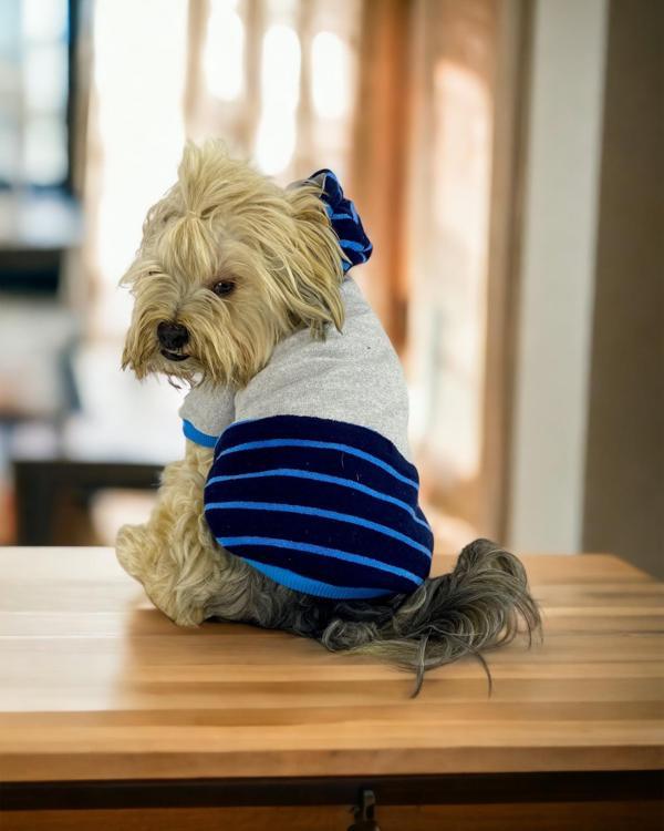 Blue Line Kapşonlu Sweatshirt Köpek Kıyafeti Köpek Elbisesi  - Image 1
