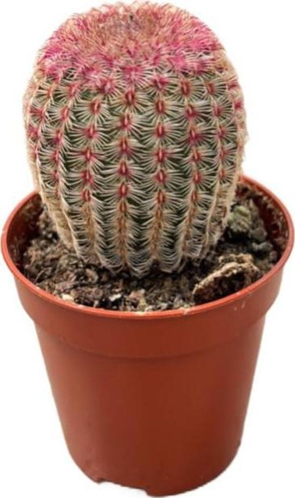 Betonish Echinocereus Rigidissimus (Kaktüs) - Image 1