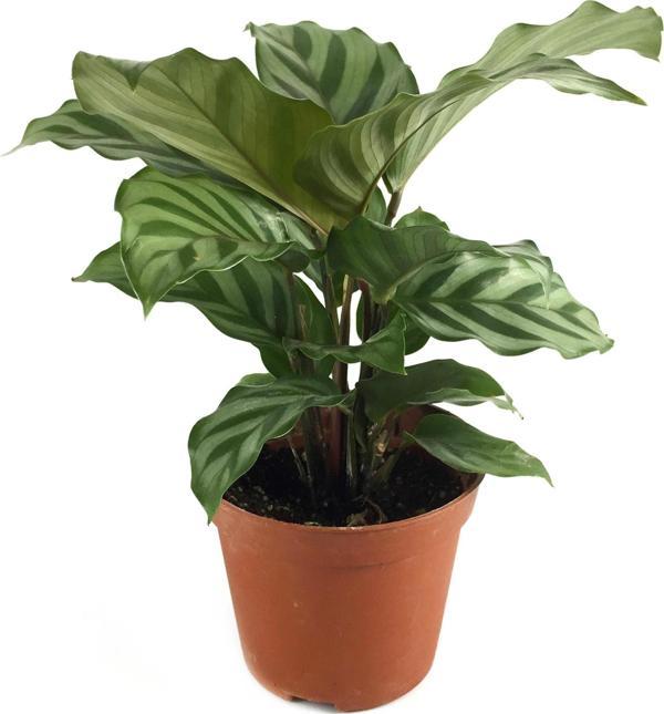 Calathea Concinna 'Freddie' (Dua Çiçeği) - Image 1