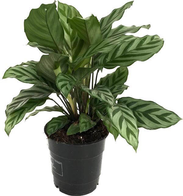 Calathea Concinna 'Freddie' (Dua Çiçeği) - Image 1