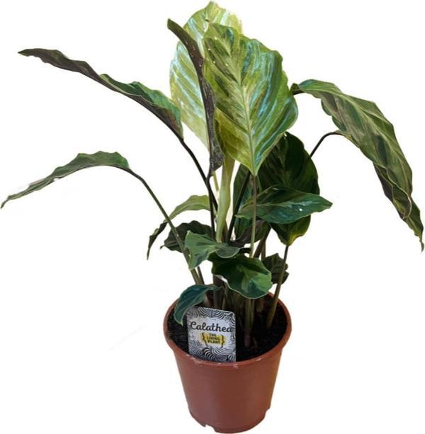 Calathea 'Confusion' (Dua Çiçeği) - Image 1