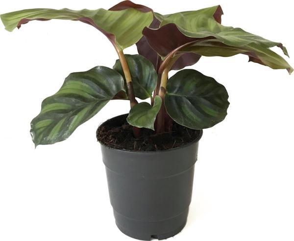 Calathea Fasciata (Dua Çiçeği) - Image 1