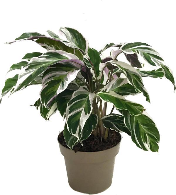 Calathea 'Fusion White' (Dua Çiçeği) - Image 1