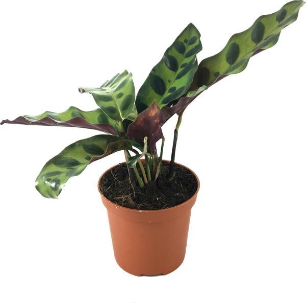 Calathea Lancifolia (Dua Çiçeği) - Image 1