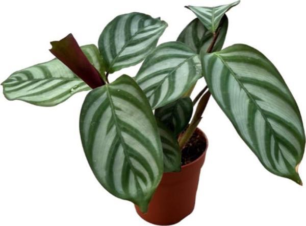 Calathea Majestica 'Exotica' (Dua Çiçeği) - Image 1