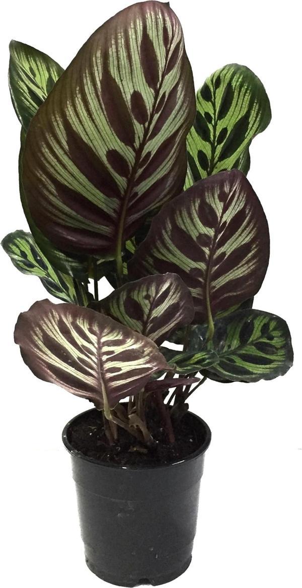 Calathea Makoyana (Dua Çiçeği) - Image 1