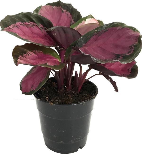 Calathea Picturata 'Crimson' (Dua Çiçeği) - Image 1