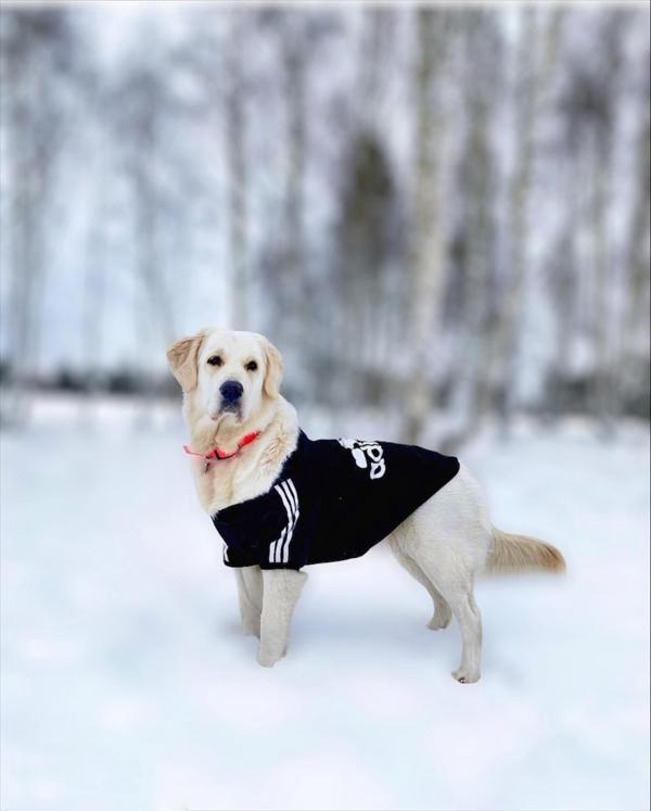 Adidog Black Hoodie Kapşonlu Sweatshirt, Orta ve Büyük Irklar İçin - Image 1