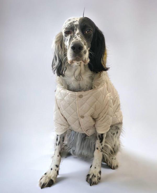 Cream Comfly Köpek Montu, Orta ve Büyük Irklar için - Image 1