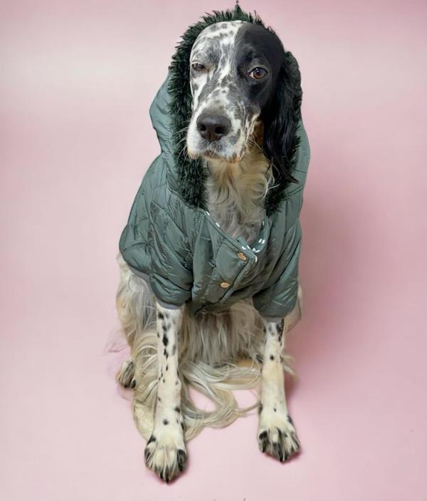 Green Comfly Köpek Montu, Orta ve Büyük Irklar için - Image 1