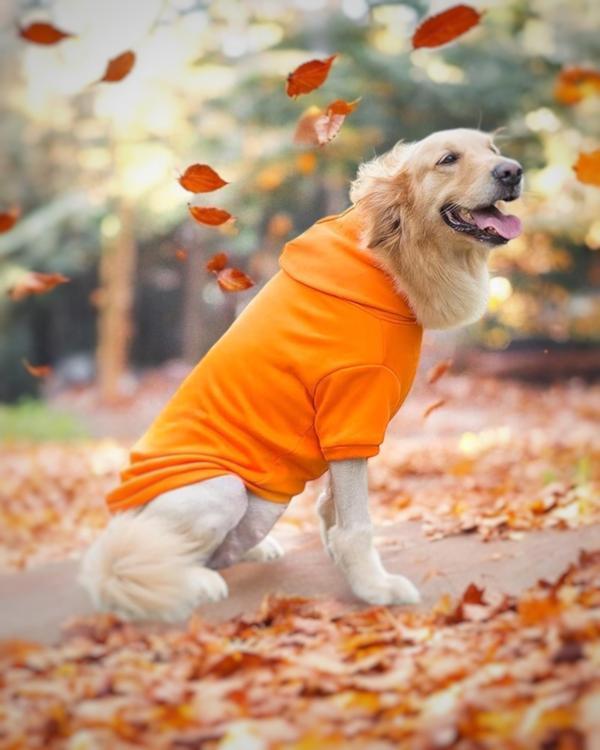 Orange Kapşonlu Sweatshirt, Orta ve Büyük Irklar İçin - Image 1