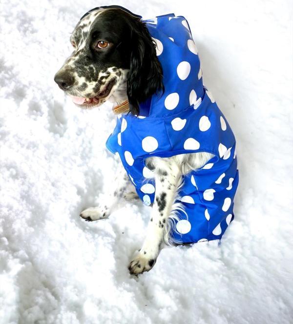Mega Dots Blue Köpek Kapşonlu Yağmurluk Orta ve Büyük Irklar İçin - Image 1