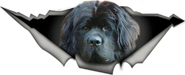 15cm X 6cm Komik Newfoundland Sticker Yapıştırma - Image 1