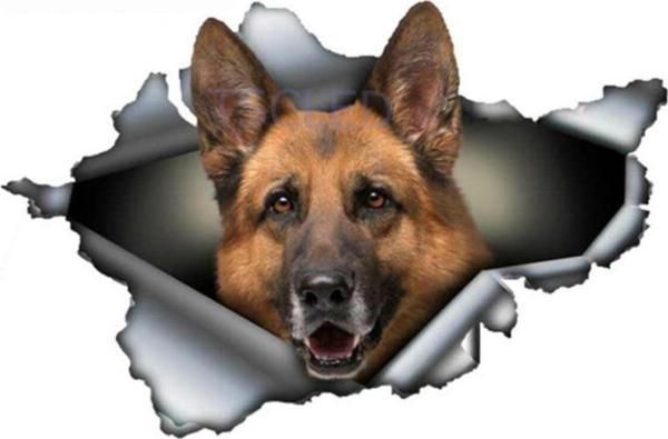 Alman Çoban Yırtık Araba Sticker Su Geçirmez Çıkartma - Image 1