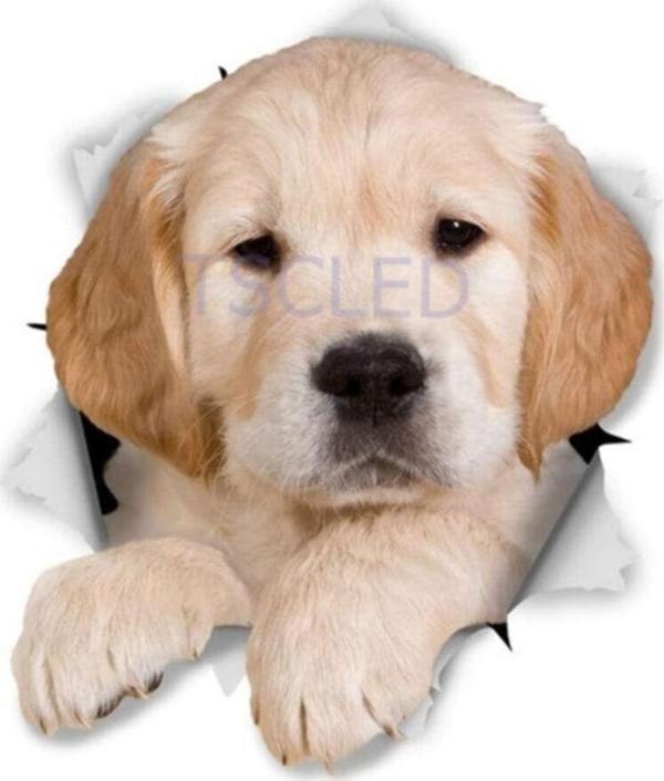 Altın Pupy Köpek Araba Sticker Çıkartması Leptop - Image 1