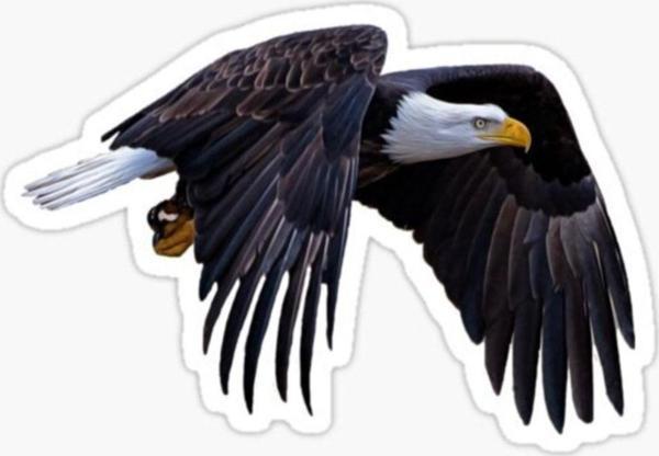 Araba Için Kartal Oto Sticker Yapıştırması Etiket 17cm Zz3 - Image 1