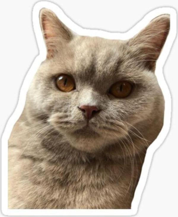Araba Leptop Için Kedi Tekir Sticker Yapıştırması Etiket 17cm A4 - Image 1