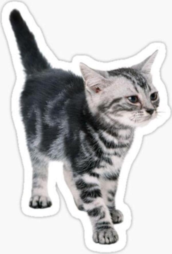 Araba Leptop Için Kedi Tekir Sticker Yapıştırması Etiket 17cm Z8 - Image 1