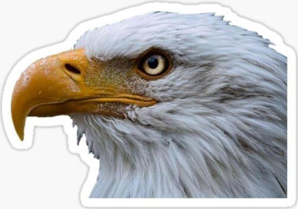 Araba Için Kartal Oto Sticker Yapıştırması Etiket 17cm D6 - Image 1