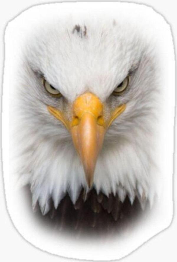 Araba Için Kartal Oto Sticker Yapıştırması Etiket 17cm E7 - Image 1