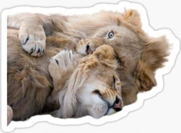 Aslan Ailesi Araba Oto Sticker Yapıştırma Etiket 17cm Q7 - Image 1