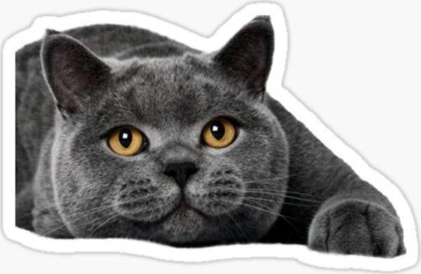 British Shorthair Kedi Araba Oto Sticker Yapıştırma Etiket 17cm Q1 - Image 1