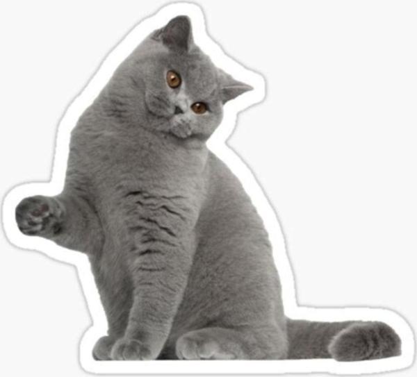 British Shorthair Kedi Araba Oto Sticker Yapıştırma Etiket 17cm Q5 - Image 1