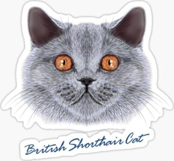 British Shorthair Kedi Araba Oto Sticker Yapıştırma Etiket 17cm Z1 - Image 1