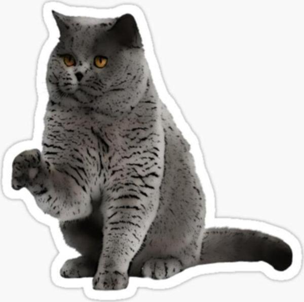 British Shorthair Kedi Araba Oto Sticker Yapıştırma Etiket 17cm Z2 - Image 1