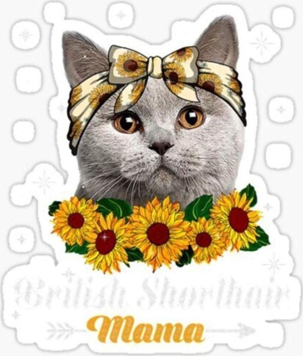 British Shorthair Kedi Araba Oto Sticker Yapıştırma Etiket 17cm Z7 - Image 1